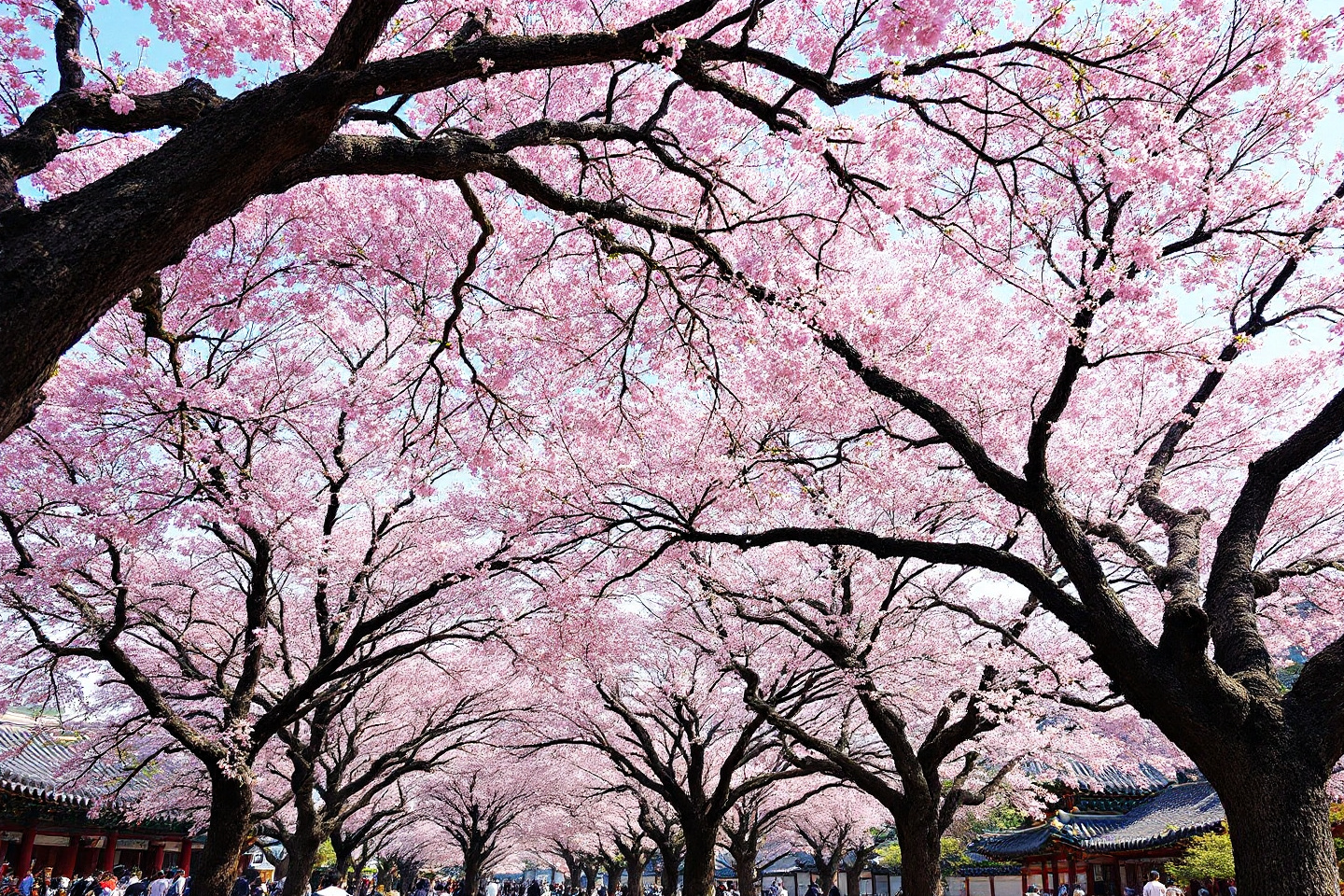 Cherry Blossom Travel Guide: Top 6 Most Beautiful Cherry Blossom Spots in Korea
